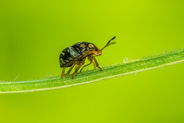 Six-spotted Zigzag Ladybird (Cheilomenes sexmaculata)
