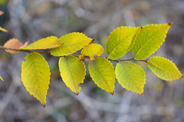 Unusual yellow, green, red, small leaves growing on thin shrub branches in November. A pleasant and exciting background of Ukrainian autumn with its unique beauty and insight.