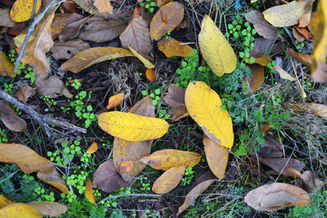 Long and wide yellow walnut leaves that hang from the branches of a young tree in November.