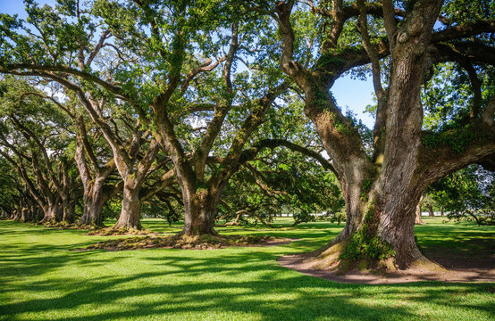 Oak Alley Plantation