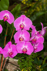 Tropical Orchid (disa cardinalis)