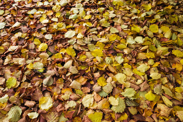 Beautiful view of fallen leaves on the ground. Ukraine