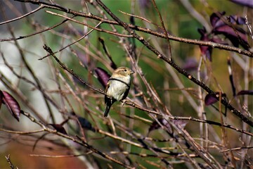 bird on the branch