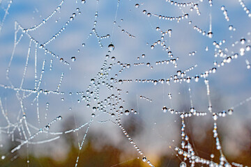 Morning pearl adorned spiders web against a blue sky