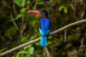the javan kingfisher on branch