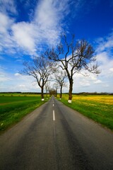 Fototapeta premium Road with alley of old trees in the foothills of Jesenik in Moravia in the Czech Republic.