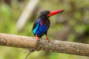 the javan kingfisher on branch