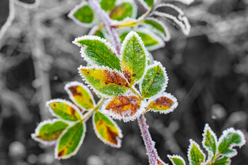 Close up to frost rimmed green winter leaves with a black and white background