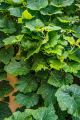 Squash vine growing freely in a wall