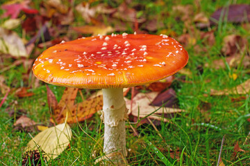 Macro image of a flat top Fly Agaric red fungi