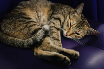 A sleeping cat on an ottoman in the twilight.