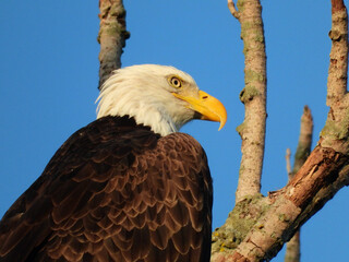 Closeup of American Bald Eagle Bird of Prey Raptor Head and Wings on a Summer Day with Branches and Blue Sky in the Background with Majestic Look and Beak in Profile View