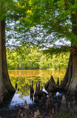 Leroy Percy State Park