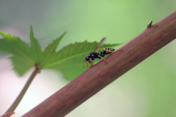 Feldwespe im Rizinusstrauch
