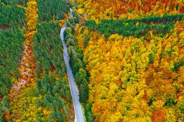 Autumn colorful forest pine trees. Red, yellow green bright fall. Drone view from above.