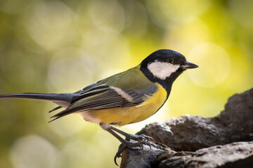A great tit is perched on the rocks attentive to everything that happens around it. These birds are not very trusting.