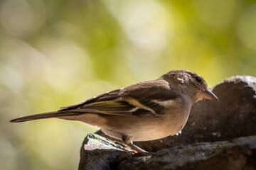 A female Common chaffinch is perched on the rocks looking at all places suspicious.