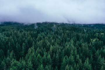 Foggy autumn forest valley, mystical valley background. Pine trees silhouettes in a morning fog, blue colors.
