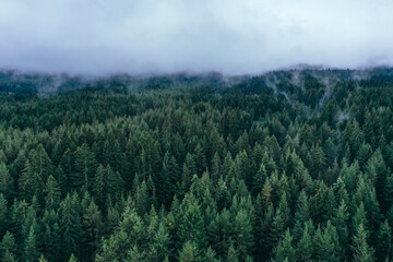 Foggy autumn forest valley, mystical valley background. Pine trees silhouettes in a morning fog, blue colors.
