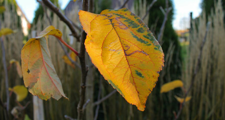 yellow autumn leaves