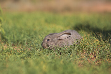 Young fluffy rabbit in the field
