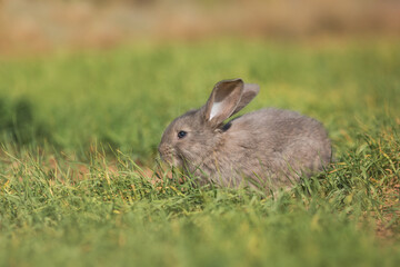 Young fluffy rabbit in the field