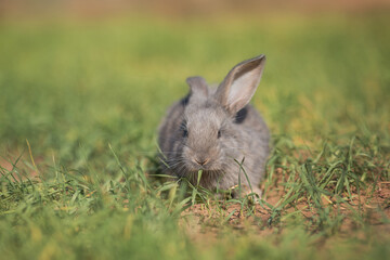 Young fluffy rabbit in the field