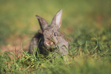 Young fluffy rabbit in the field