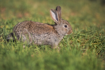 Naklejka na ściany i meble Young fluffy rabbit in the field