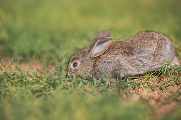 Young fluffy rabbit in the field