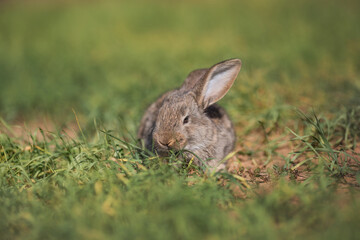 Naklejka na ściany i meble Young fluffy rabbit in the field