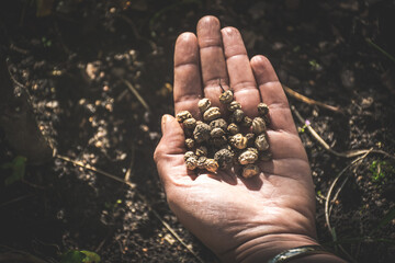 Hand holding wild seeds. Earth treasures concept.