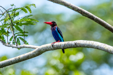 the javan kingfisher on branch