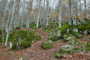 Beech forest (Fagus sylvatica) with trachyte rocks at Monte Amiata, Tuscany, Italy.