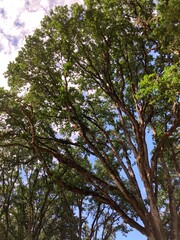trees and sky