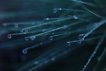 Kostrzewa w porannej rosie © Karol