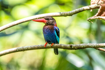 the javan kingfisher on branch