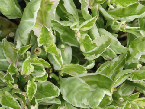 Closeup shot of green Pedilanthus plant