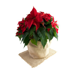 Blume Weihnachtsstern