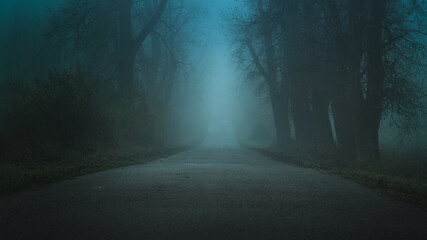 Droga we mgle otoczona drzewami.