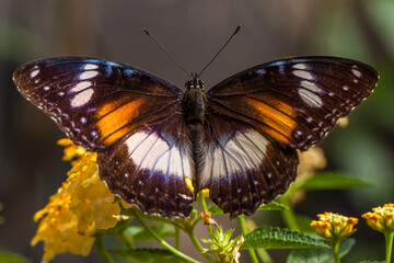 butterfly in garden