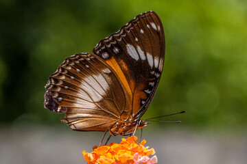 butterfly in garden