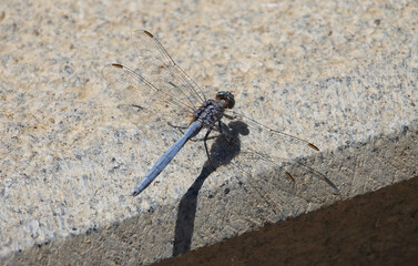 A male specimen of the epaulet skimmer (Orthetrum chrysostigma) a species of dragonfly in the family Libellulidae. Its natural habitats are subtropical or tropical moist lowland forests.