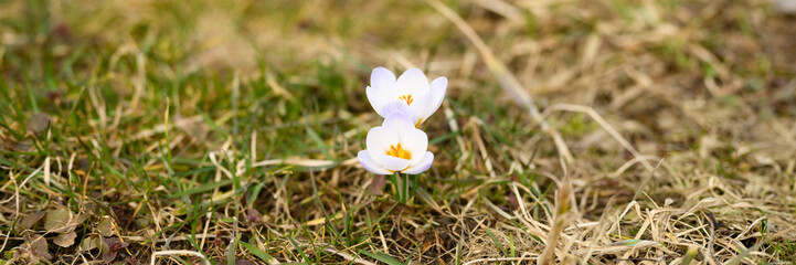 flowers crocuses in full blossom, white lilac color, grow on the withered grass. the first spring flowers in nature outdoor. banner