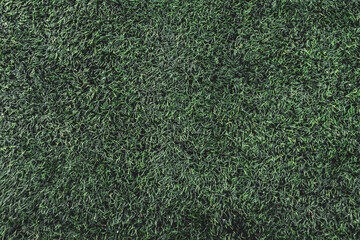 texture, background green lawn. surface a grass.