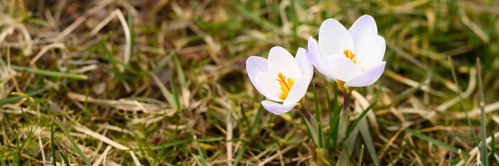 flowers crocuses in full blossom, white lilac color, grow on the withered grass. the first spring flowers in nature outdoor. banner