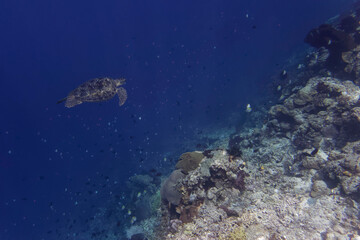 Green sea turtle (Chelonia mydas), Bunaken Island, Sulawesi, Indonesia	
