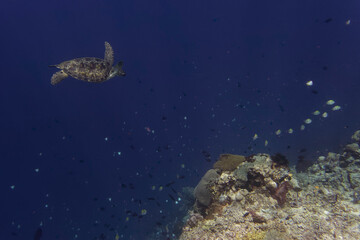 Green sea turtle (Chelonia mydas), Bunaken Island, Sulawesi, Indonesia	

