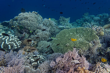 Naklejka na ściany i meble Coral reef scenery at Bunaken Island, Sulawesi, Indonesia