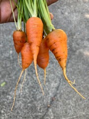 bunch of carrots